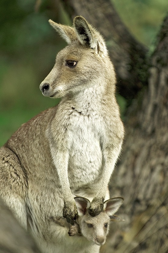  Eastern grey kangaroo. 