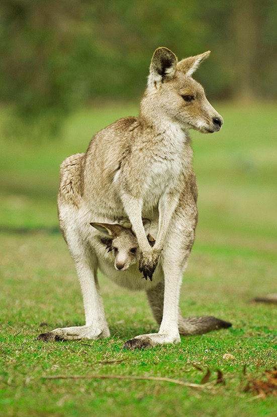  Eastern grey kangaroo. 