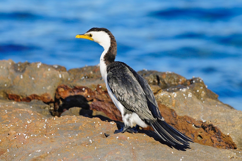  Cormorant at Collers Beach, Mollymook. 